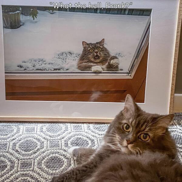 #猫猫