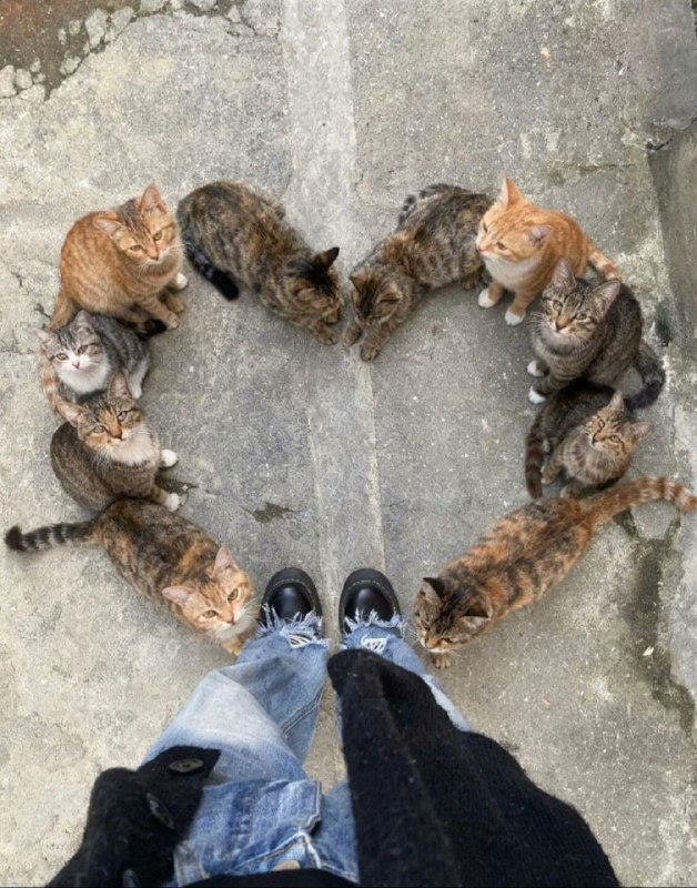 #猫猫