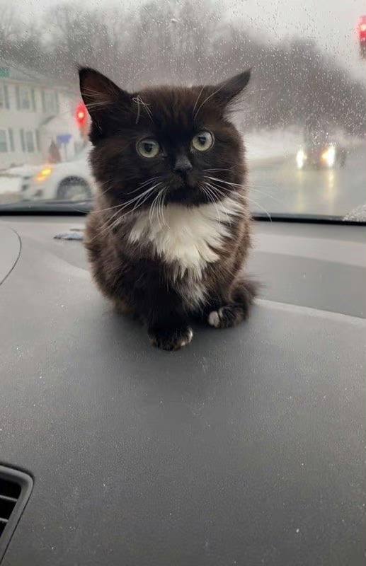 #猫猫