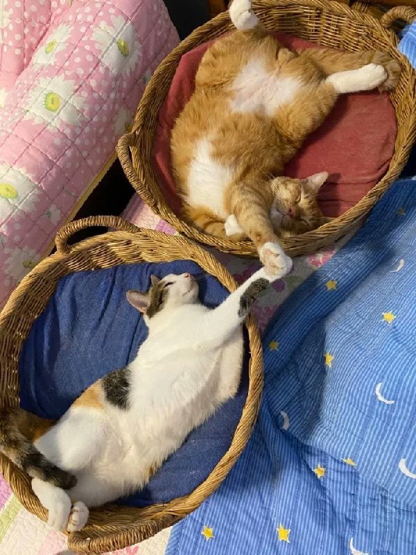 #猫猫
