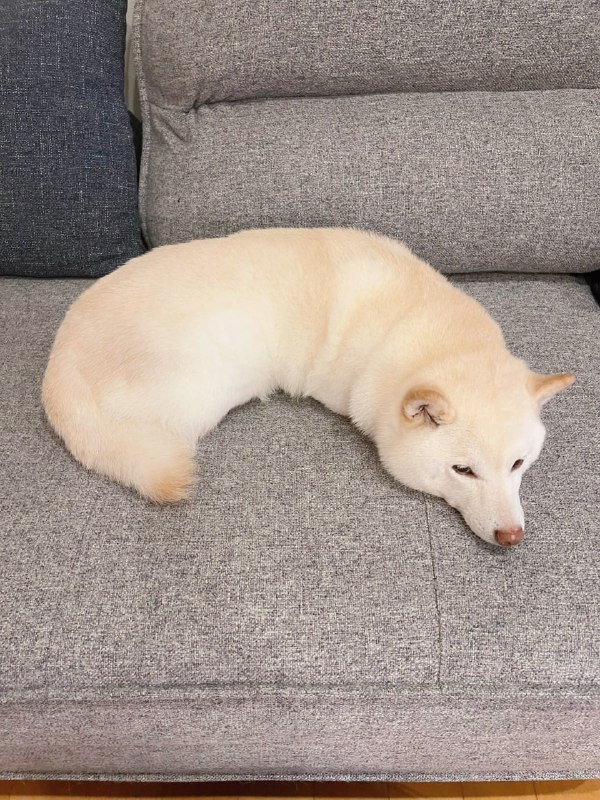 #狗狗#狗狗