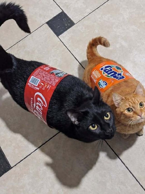 #猫猫