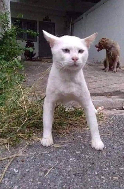 狗子带大的猫🐱，🤣已经忘记自己的血统了狗子带大的猫🐱，🤣已经忘记自己的血统了