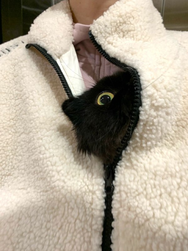 #猫猫#猫猫