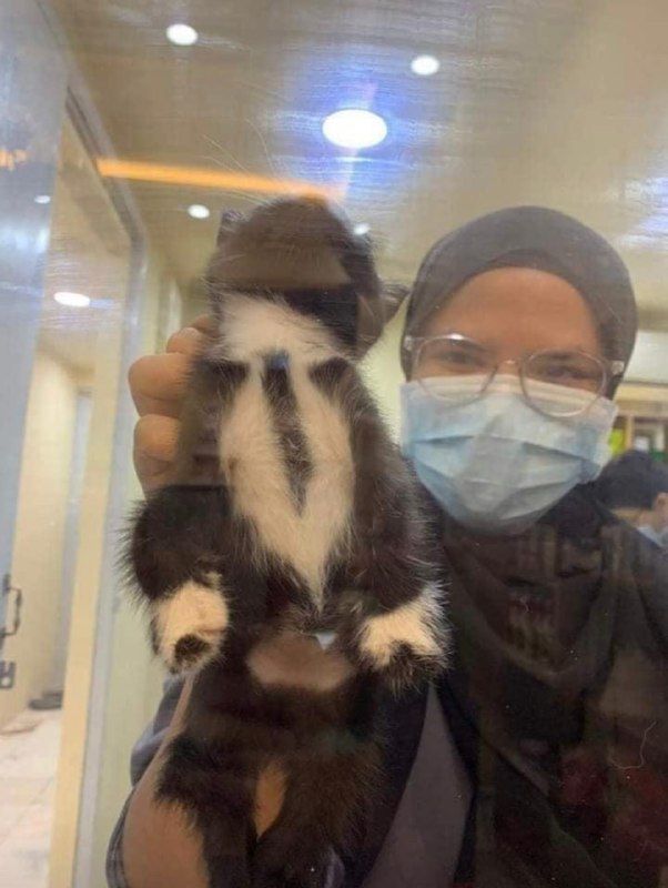以防万一你们没有看过自带领带的绅士小猫#猫猫以防万一你们没有看过自带领带的绅士小猫#猫猫