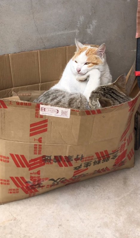 #猫猫#猫猫