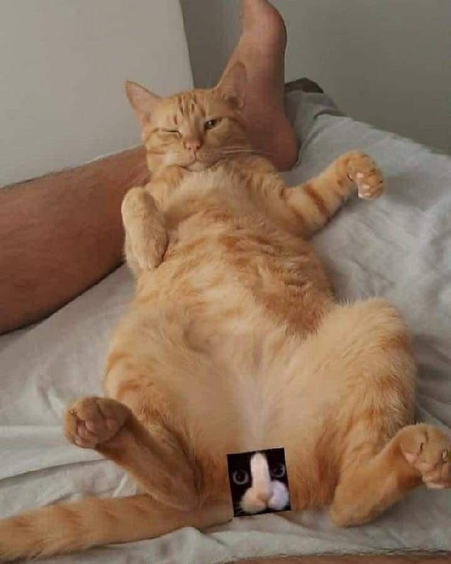 #猫猫