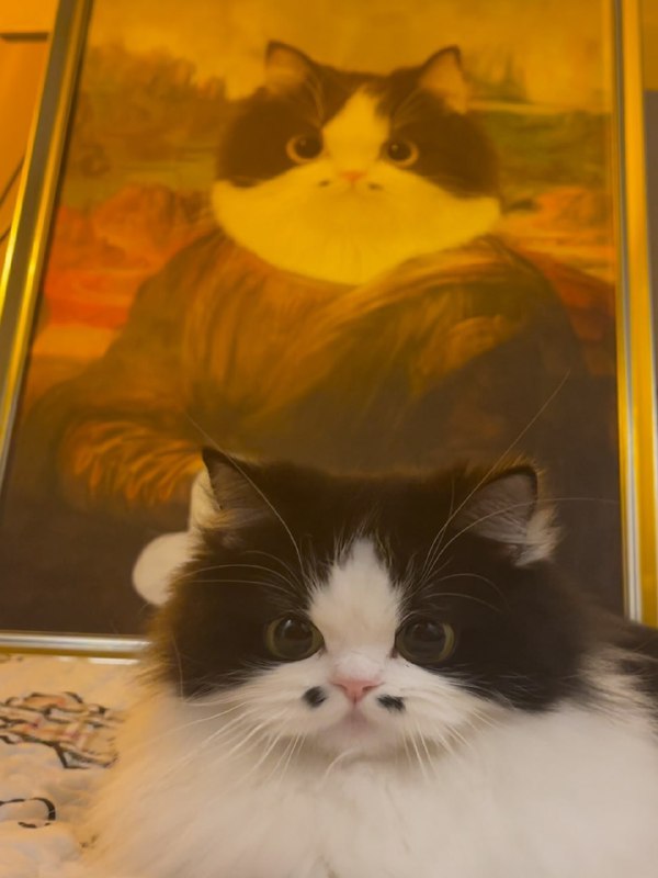 #猫猫 八字胡#猫猫 八字胡