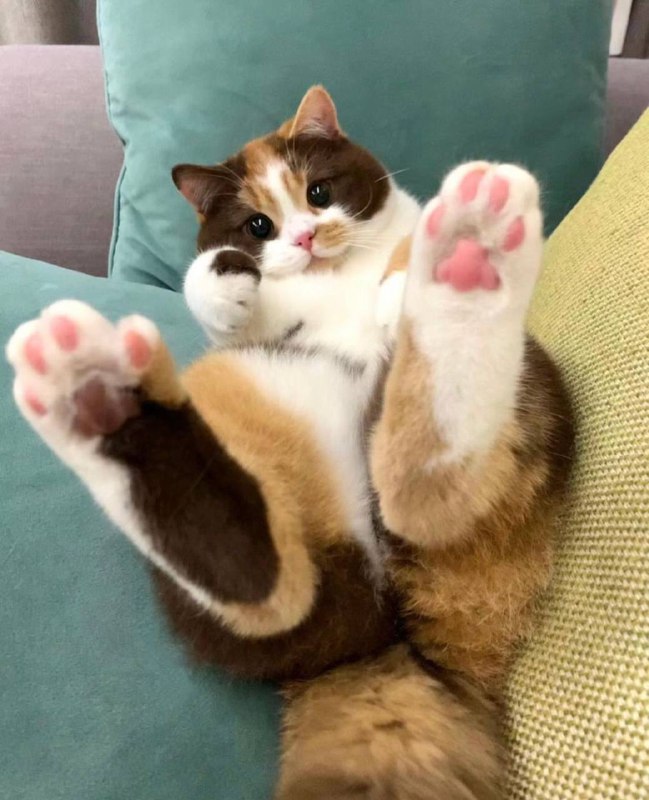 #猫猫