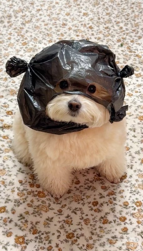 #狗狗