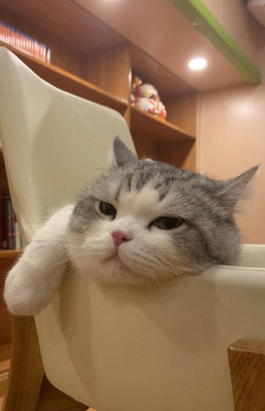 #猫猫