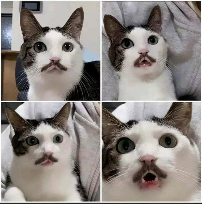 #猫猫