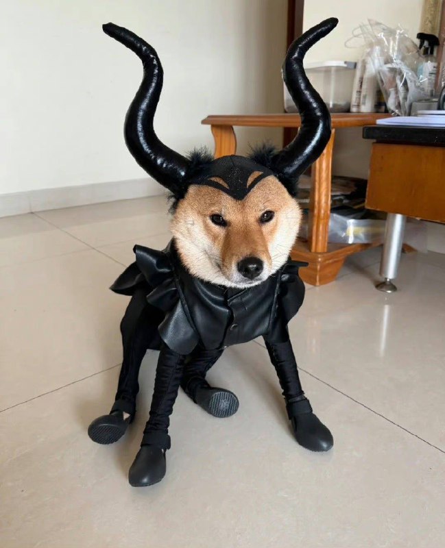 #狗狗#狗狗