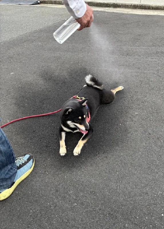 #狗狗#狗狗