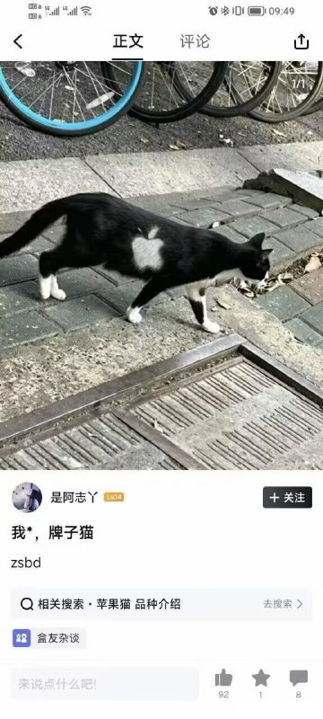 苹果猫