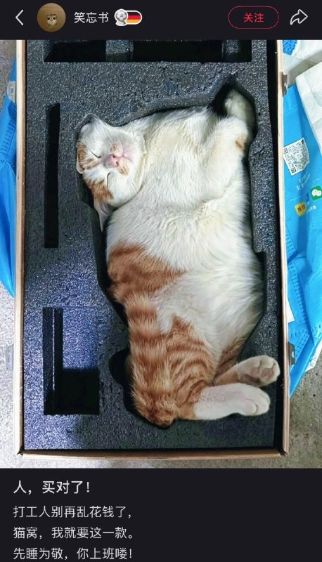 #猫猫