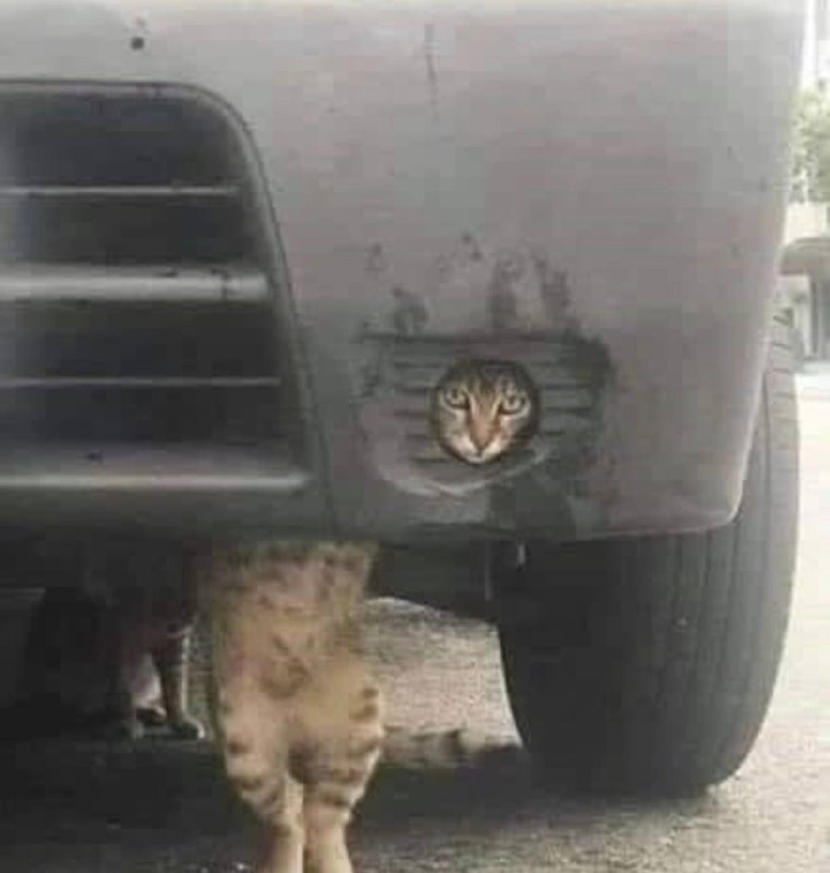 #猫猫