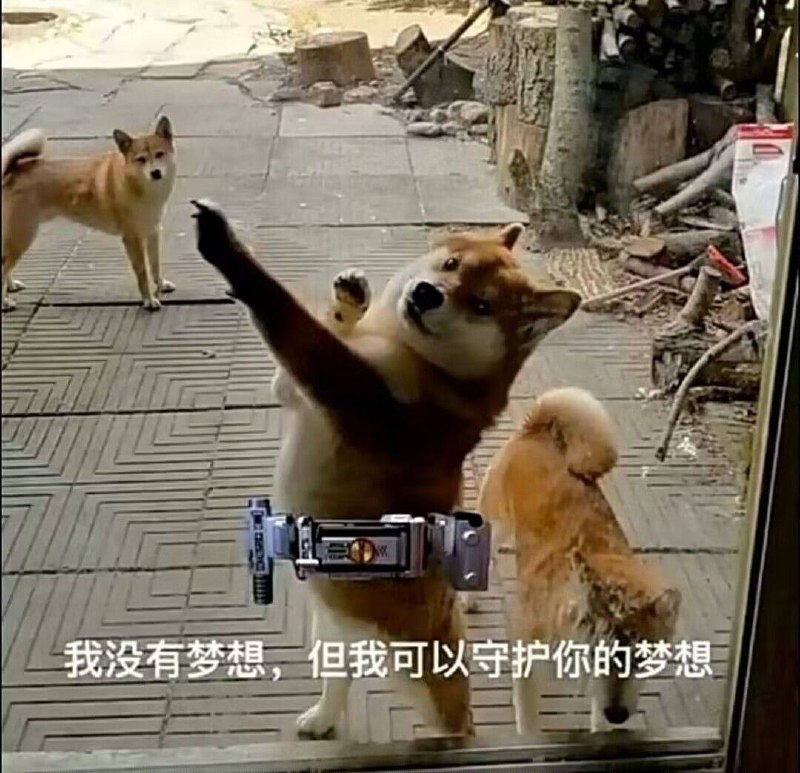 #狗狗