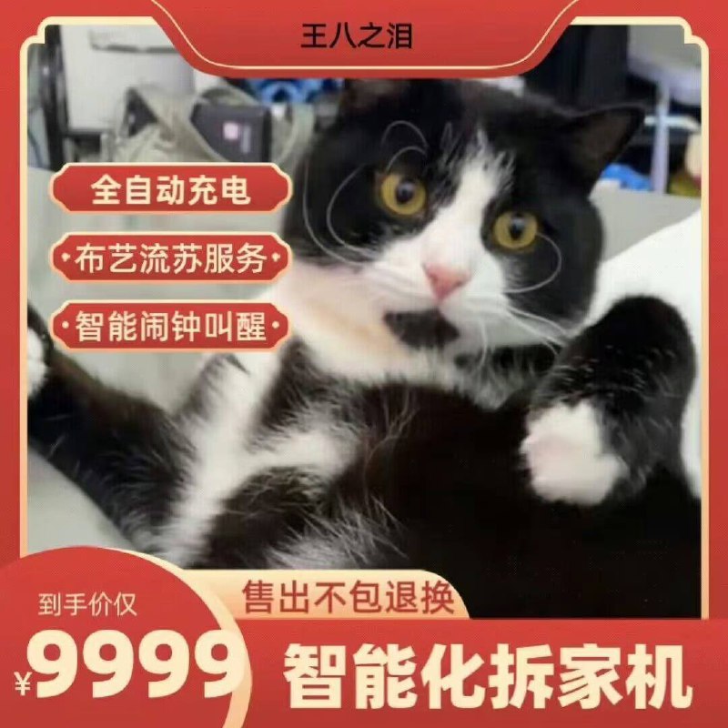 一些坏 #猫猫一些坏 #猫猫