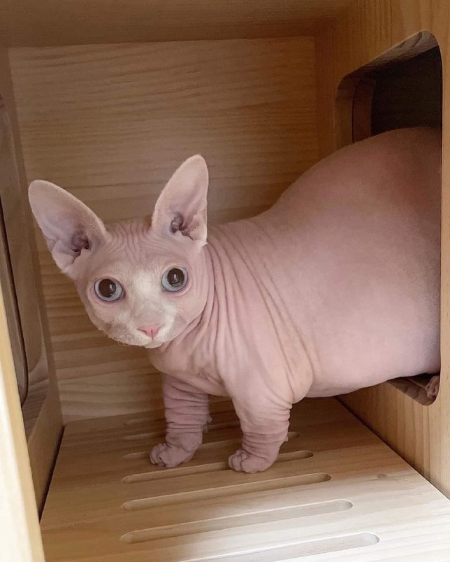 #这到底是猪还是猫这总不可能是猫吧