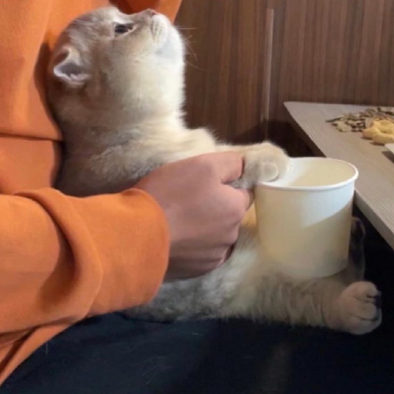 #猫猫#猫猫