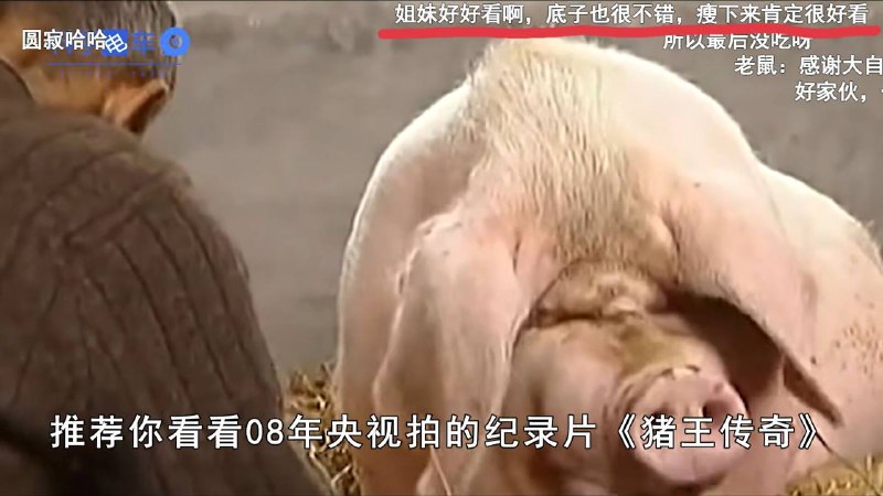 正宗大肥猪