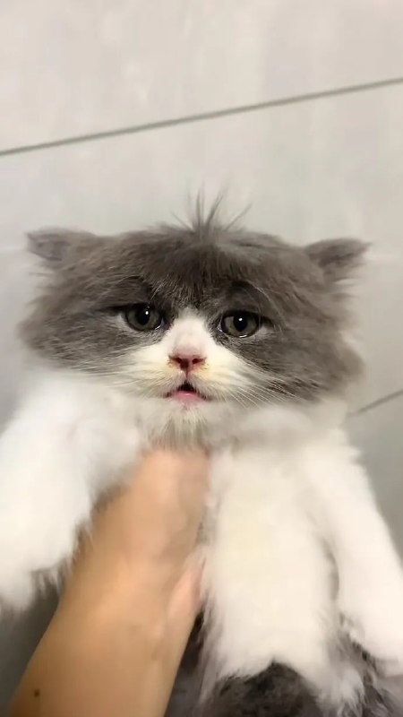 #猫猫#猫猫