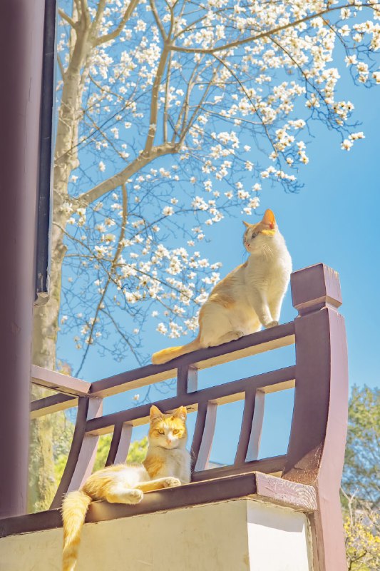 #猫猫（原图见评论区）