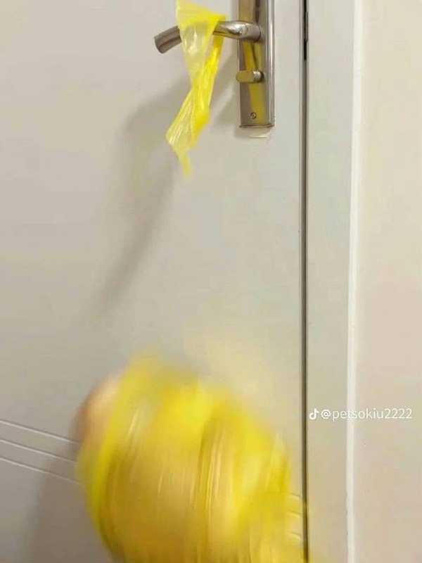 #猫猫#猫猫