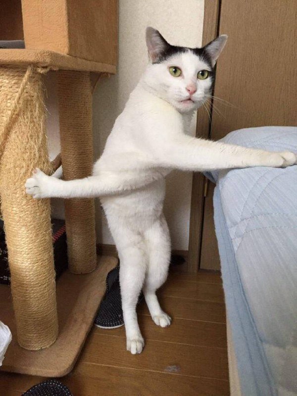 #猫猫