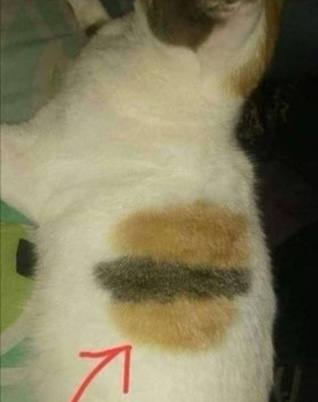 🍔#猫猫