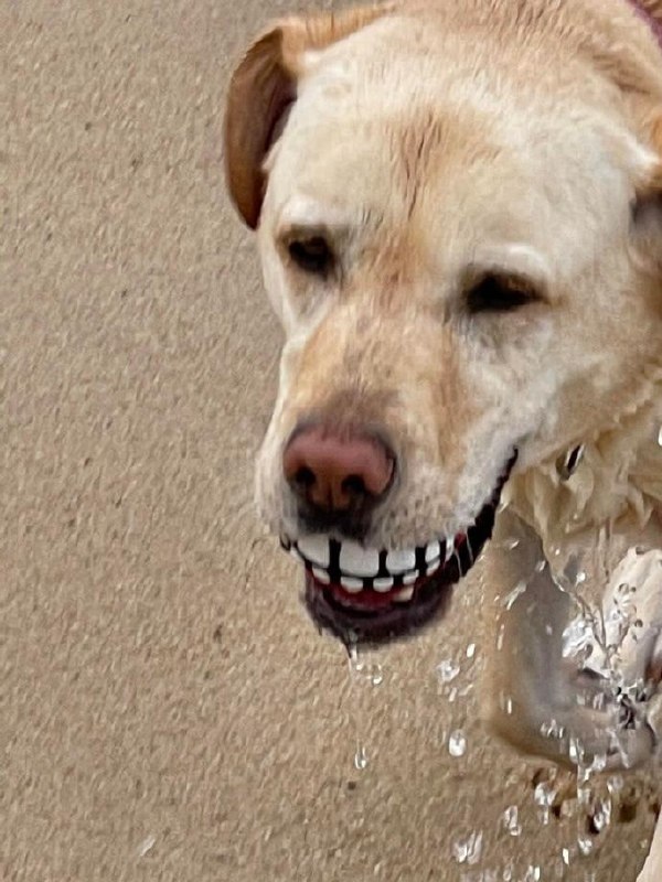 😁#狗狗😁#狗狗