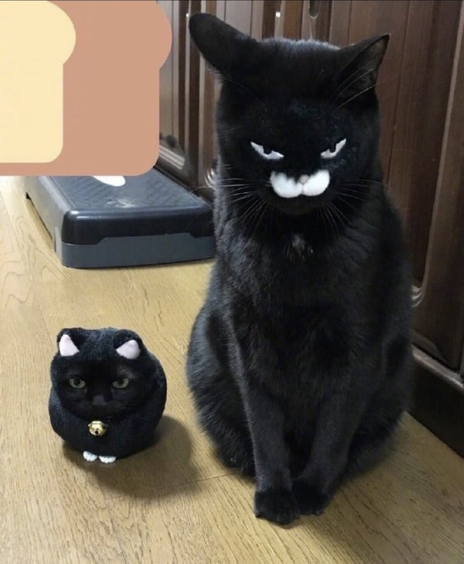 换脸 #猫猫换脸 #猫猫