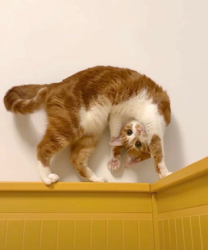 🤪#猫猫