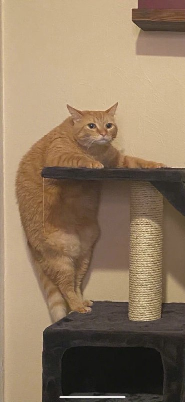 新买的猫爬架到了，但是我好像高估了我家猫新买的猫爬架到了，但是我好像高估了我家猫