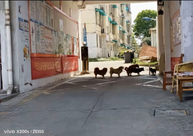 有序排队做文明狗🌚