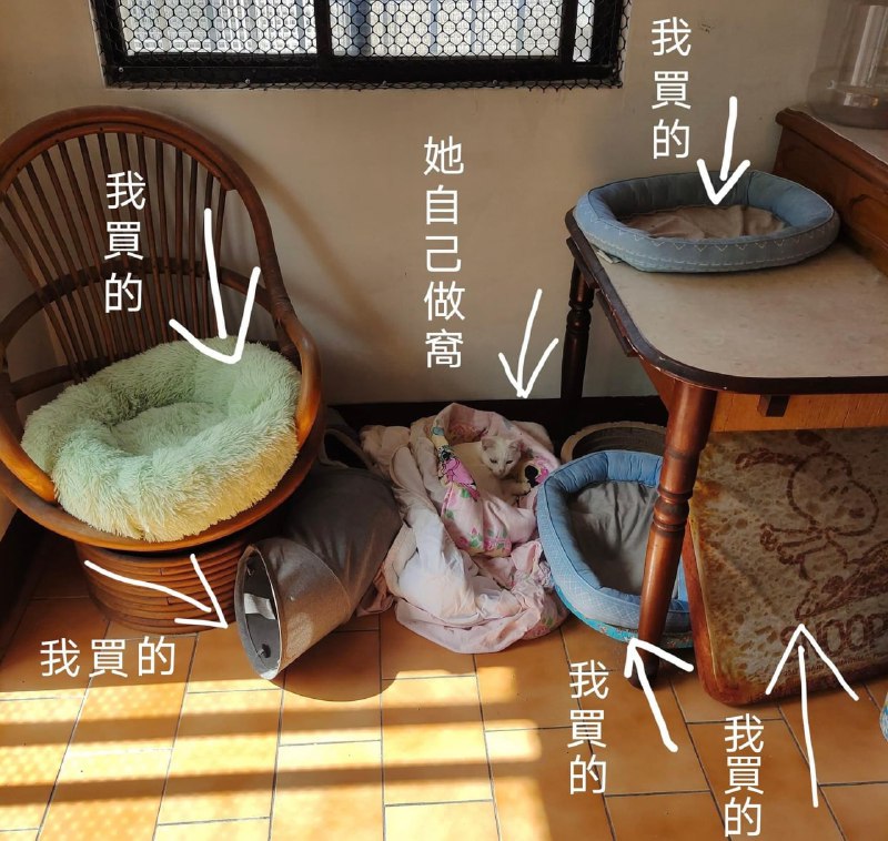 #猫猫 的窝😂