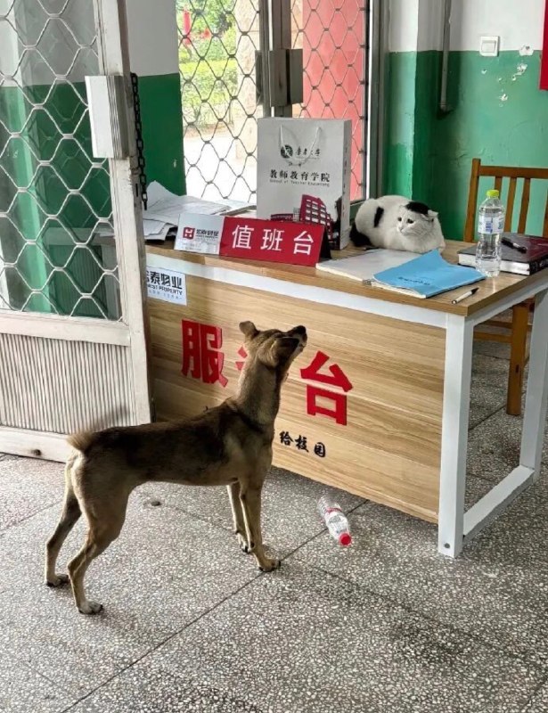 #猫猫 #狗狗