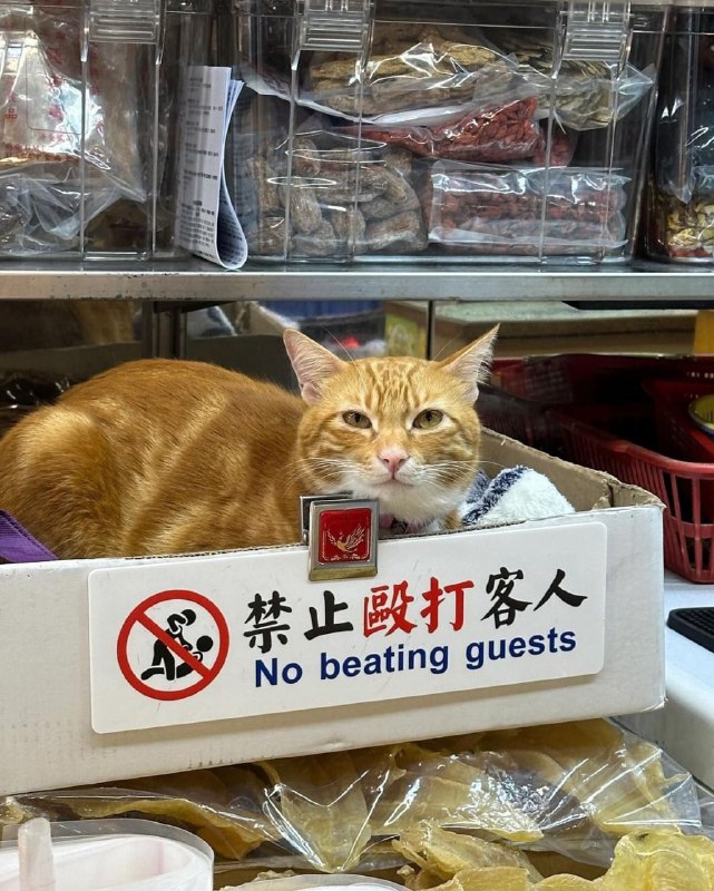 #猫猫