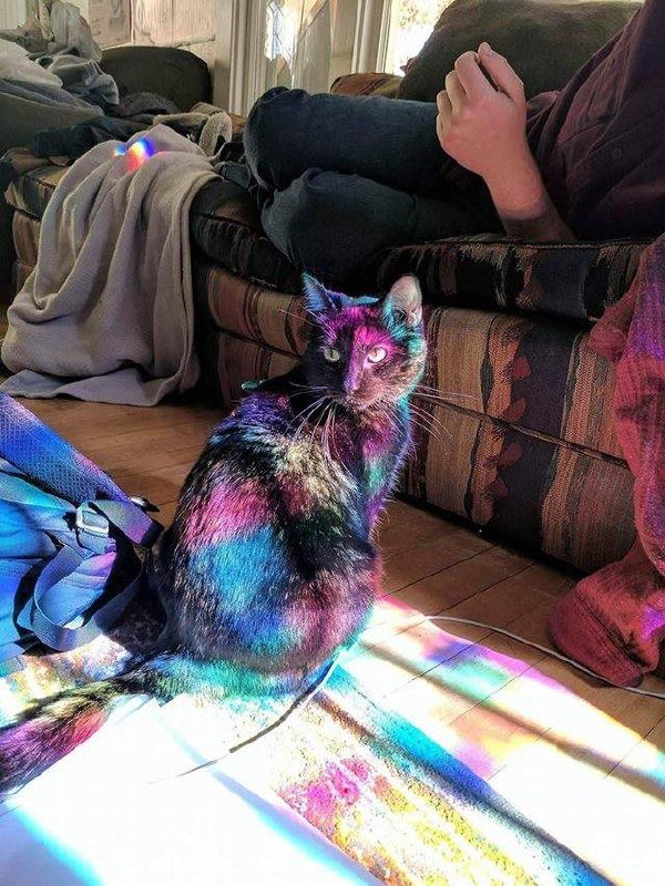 #猫猫