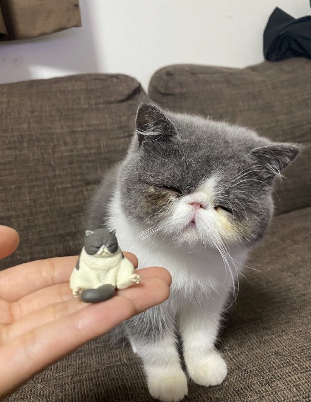 #猫猫#猫猫