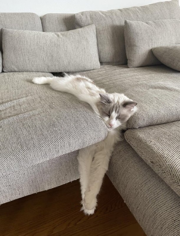 #猫猫