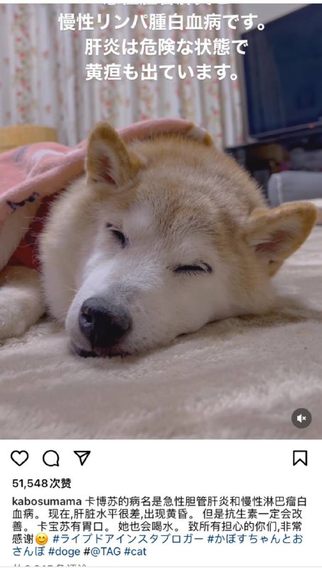 著名表情包柴犬“kabosu”生了重病，让我们为她祈祷快点好起来吧🙏著名表情包柴犬“kabosu”生了重病，让我们为她祈祷快点好起来吧🙏