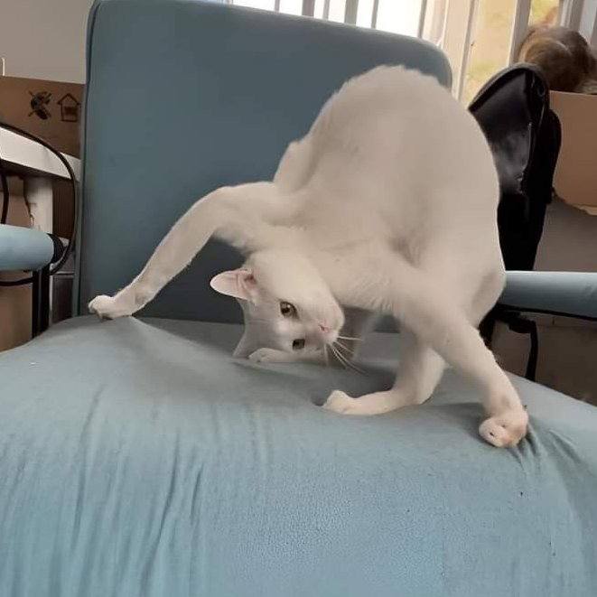 #猫猫