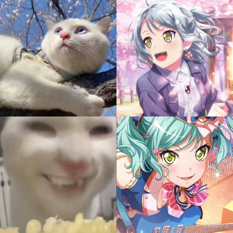 😅#猫猫