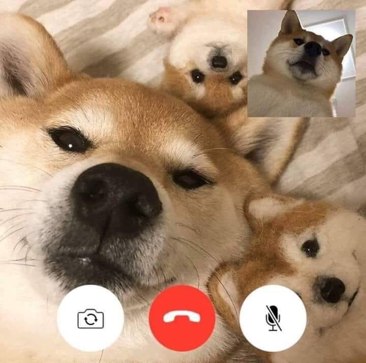 #狗狗