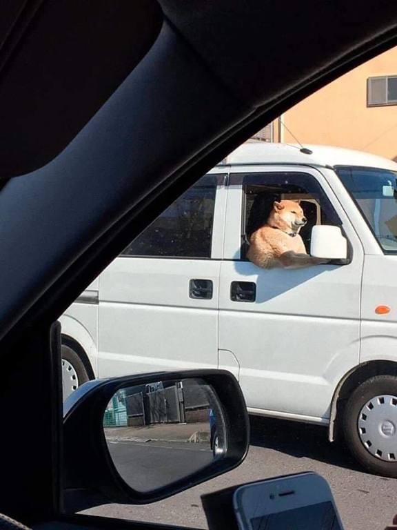 #狗狗