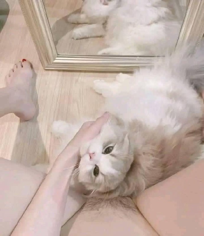 #NSFW #猫猫