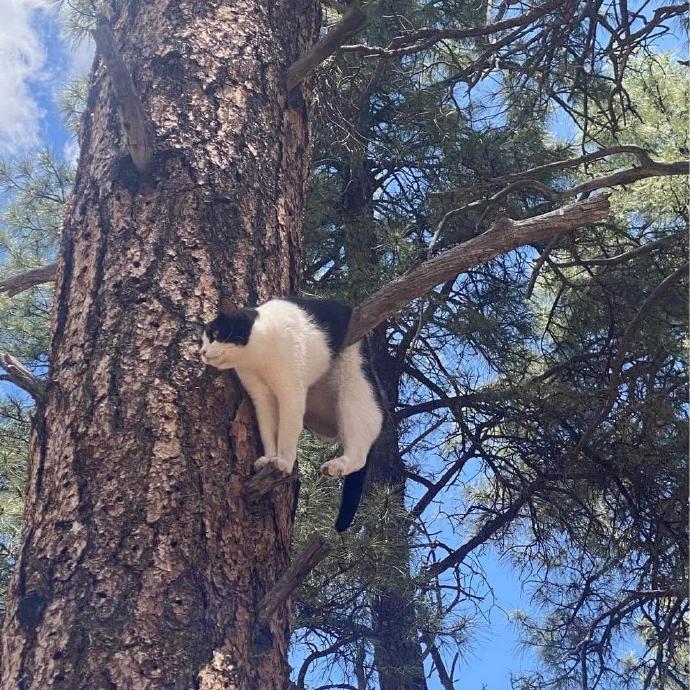 #猫猫