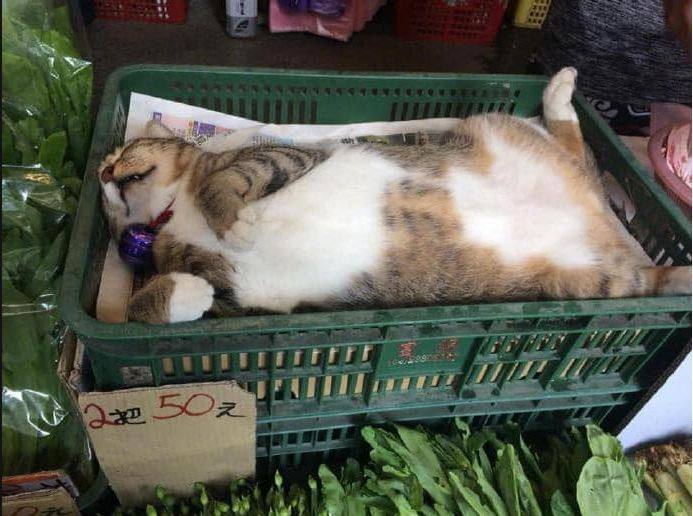 #猫猫 菜市场#猫猫 菜市场